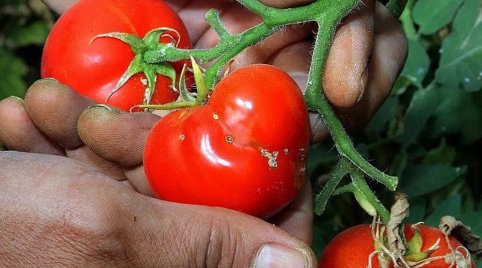 Biến cây cà chua thành cỗ máy diệt sâu bọ