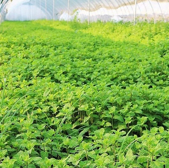 Kỹ thuật canh tác cây bạc hà chiết xuất tinh dầu trồng trong nhà màng