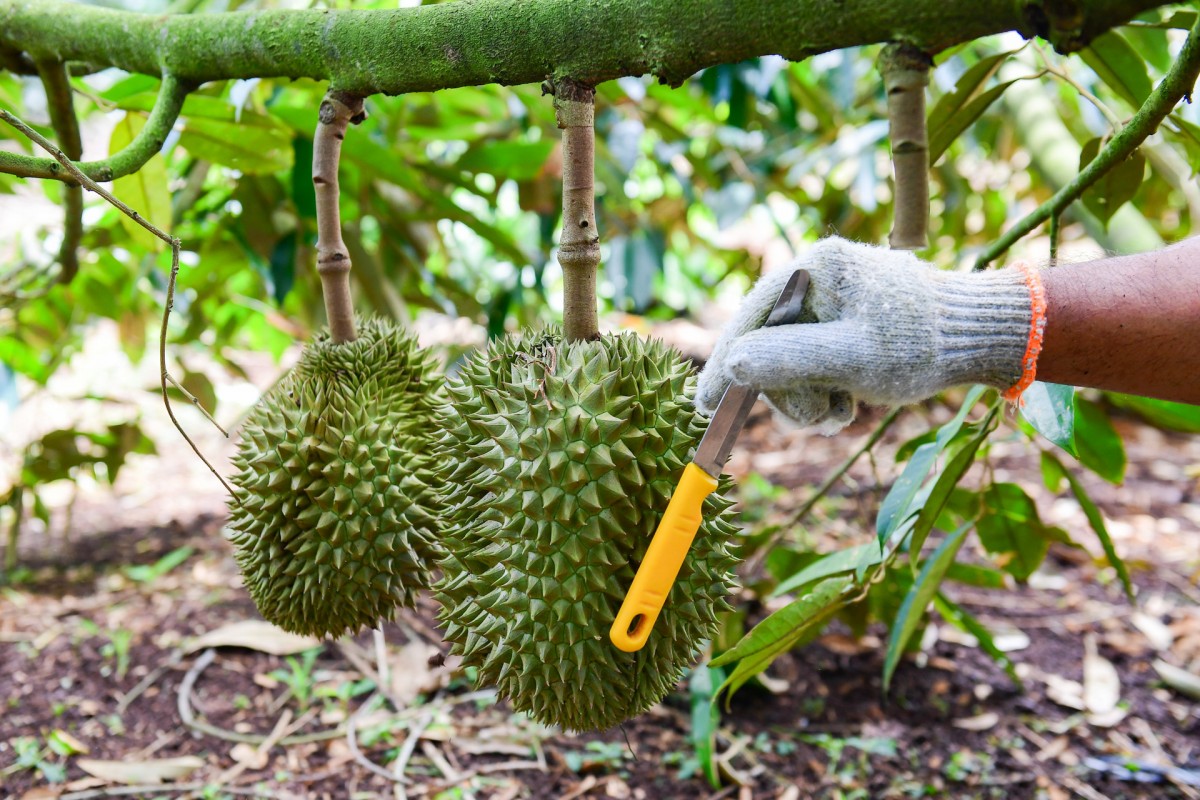 Bộ Công an truy nã đặc biệt nguy hiểm đối với Chủ tịch Công ty NhoNho