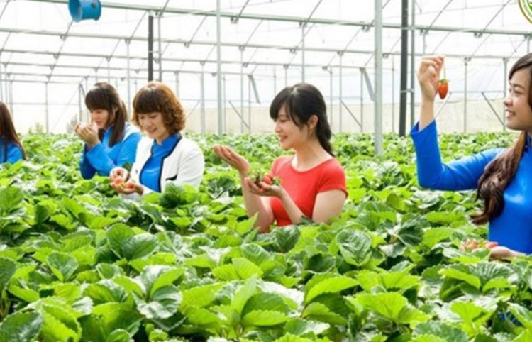 Lợi ích vượt trội của nông nghiệp thông minh: "Chìa khóa" cho sự phát triển bền vững