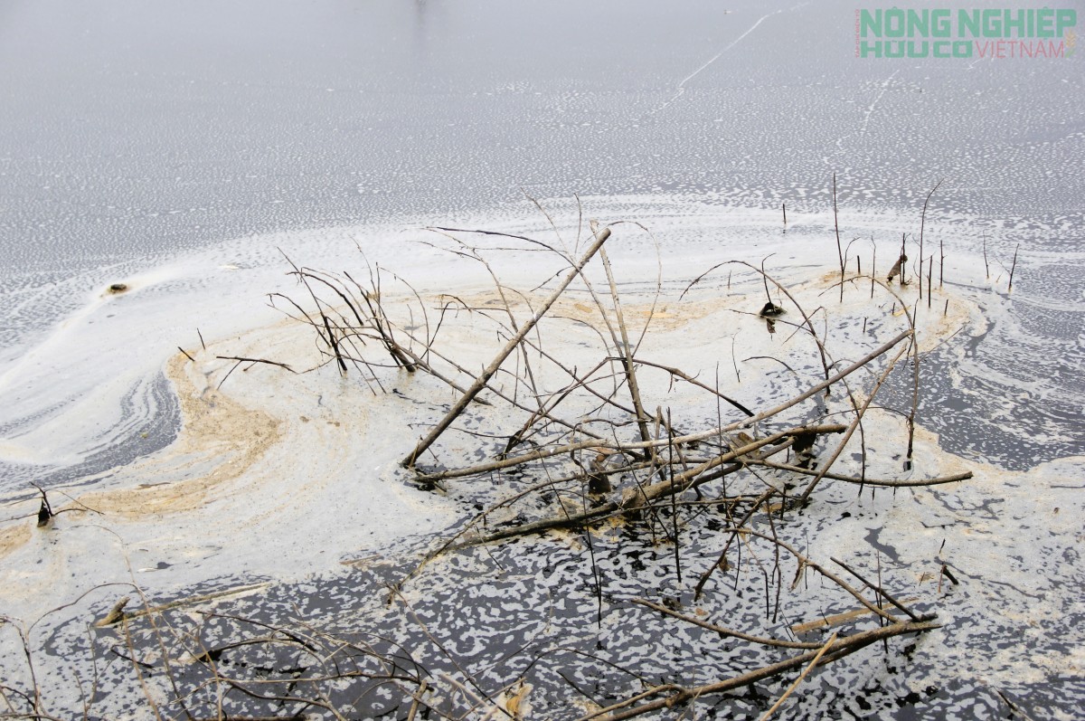 Nghệ An: Nước khe đổi màu nghi trang trại lợn xả thải, cả xóm thấp thỏm đóng kín cửa cả ngày