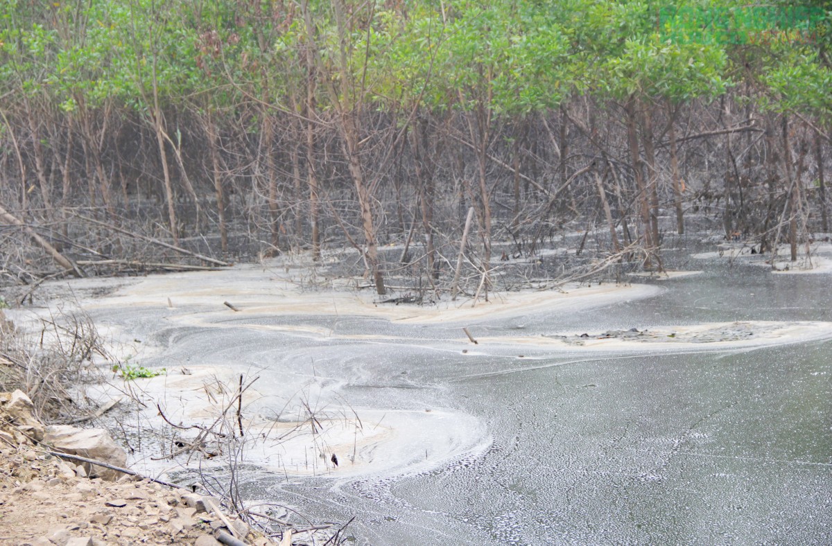 Nghệ An: Nước khe đổi màu nghi trang trại lợn xả thải, cả xóm thấp thỏm đóng kín cửa cả ngày