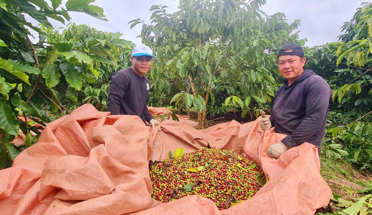 Gia Lai: Tổng kết Dự án xây dựng mô hình sản xuất cà phê hữu cơ