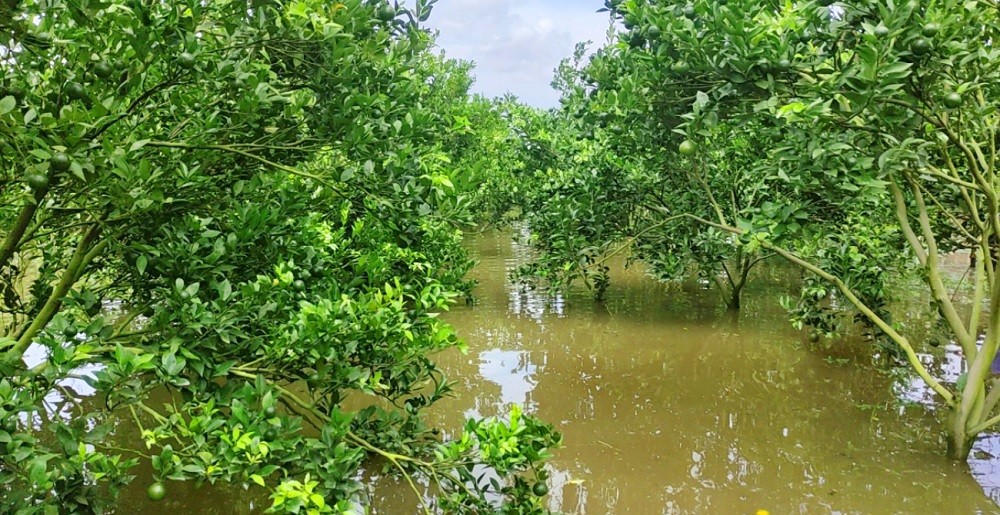 Phục hồi vườn cây ăn trái ĐBSCL sau ngập úng: Giải pháp khoa học cho bà con nhà vườn