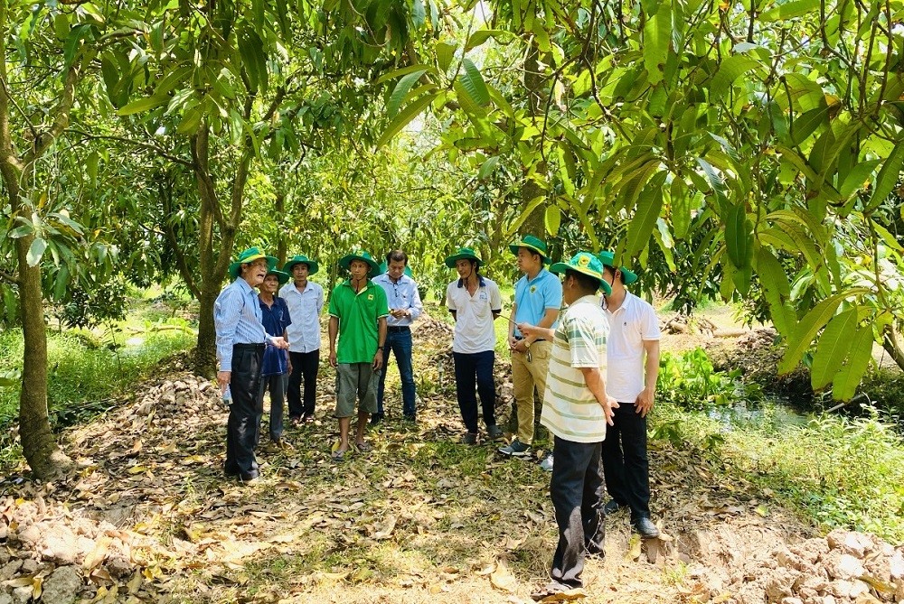 Phục hồi vườn cây ăn trái ĐBSCL sau ngập úng: Giải pháp khoa học cho bà con nhà vườn