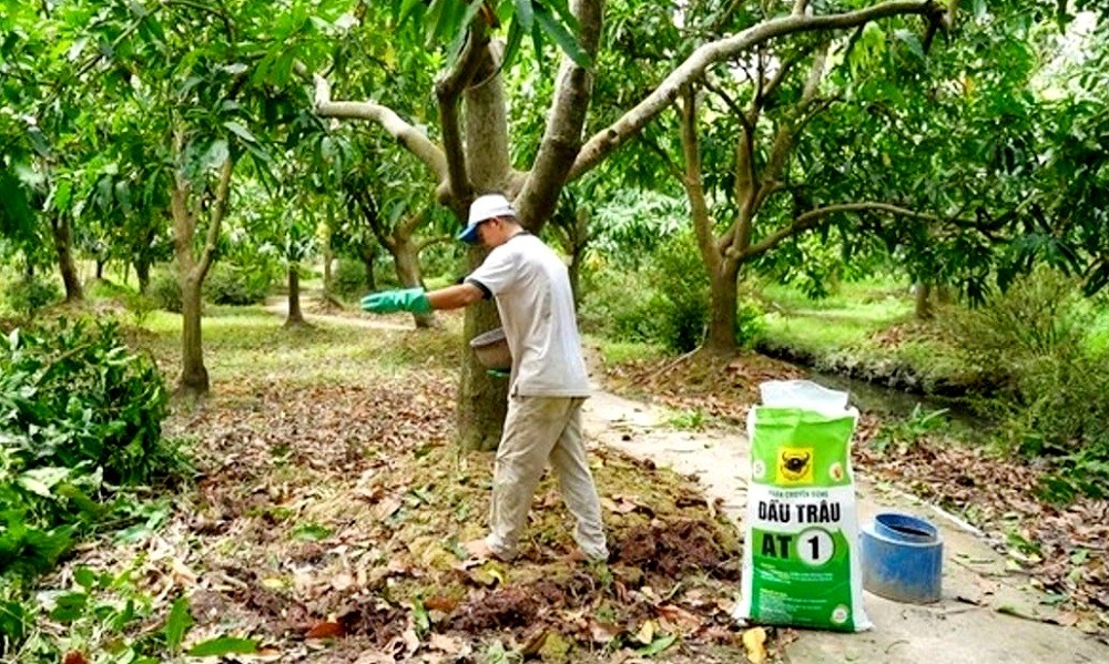 Phục hồi vườn cây ăn trái ĐBSCL sau ngập úng: Giải pháp khoa học cho bà con nhà vườn