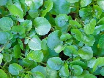 Được ca ngợi "rau tốt nhất thế giới", hóa ra là rau quen thuộc rẻ bèo bán đầy chợ Việt