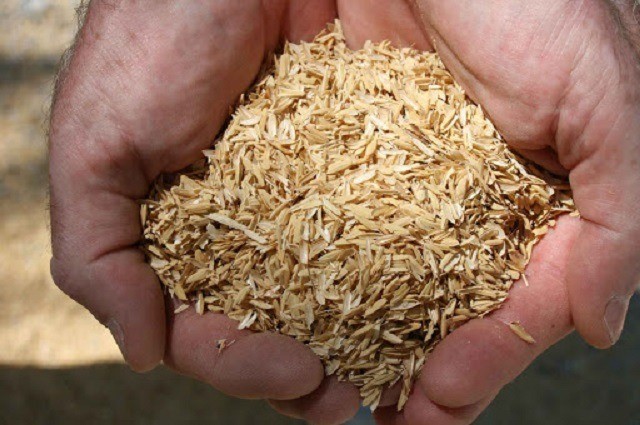 Tạo phân bón nano từ trấu và vỏ tôm bằng công nghệ chiếu xạ