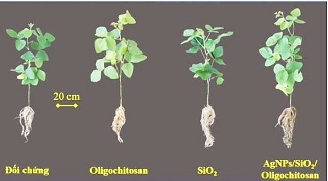 Tạo phân bón nano từ trấu và vỏ tôm bằng công nghệ chiếu xạ