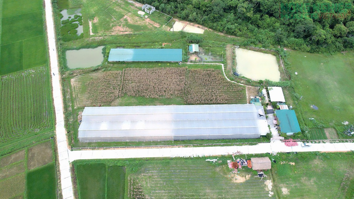 Nghệ An phát triển HTX nông nghiệp ứng dụng công nghệ cao gắn với chế biến và tiêu thụ sản phẩm