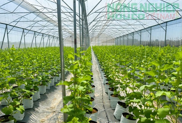 Nghệ An phát triển HTX nông nghiệp ứng dụng công nghệ cao gắn với chế biến và tiêu thụ sản phẩm