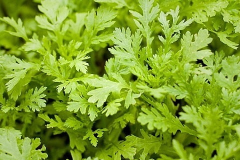 4 nhóm người nên hạn chế ăn rau cải cúc