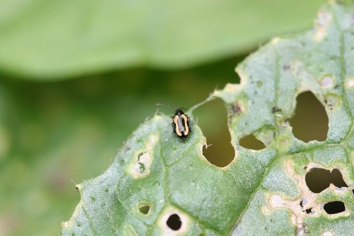 Cách phòng trừ Bọ nhảy trên cây rau