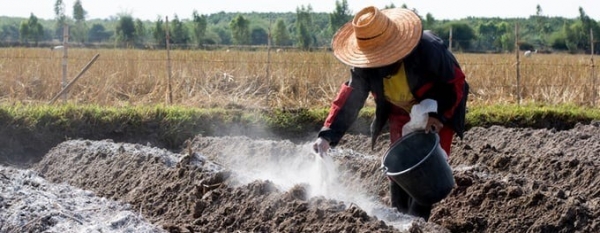 Tại sao phải bón vôi cho cây trồng?