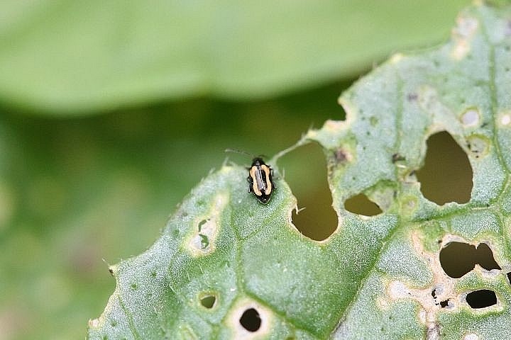 Cách phòng trừ Bọ nhảy trên cây rau -