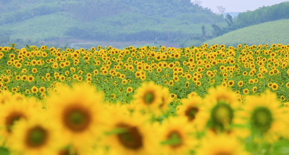 Rực vàng cánh đồng hướng dương của Tập đoàn TH trên vùng đất Phủ Quỳ
