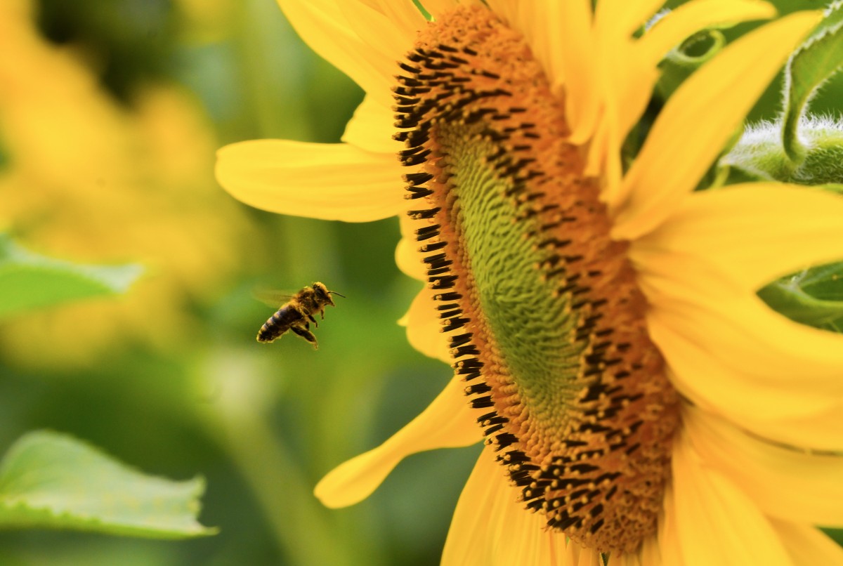 Rực vàng cánh đồng hướng dương của Tập đoàn TH trên vùng đất Phủ Quỳ