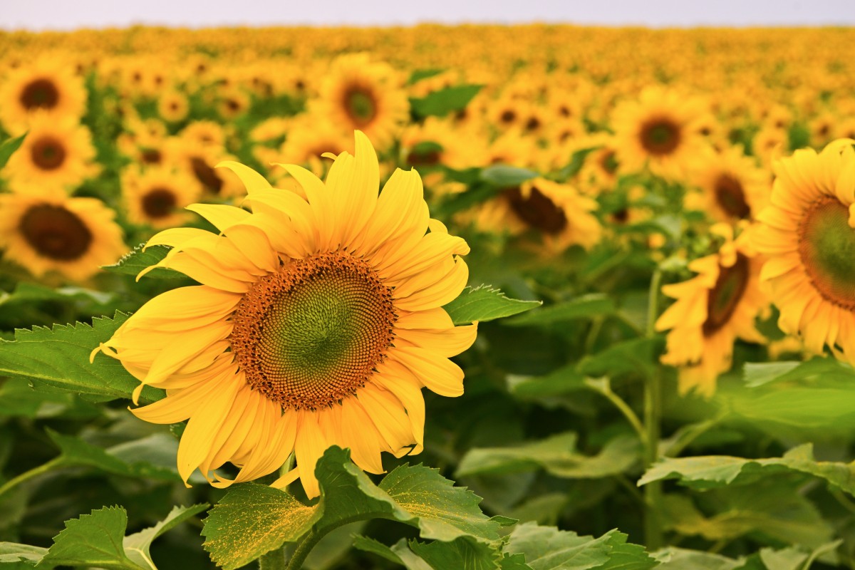 Rực vàng cánh đồng hướng dương của Tập đoàn TH trên vùng đất Phủ Quỳ