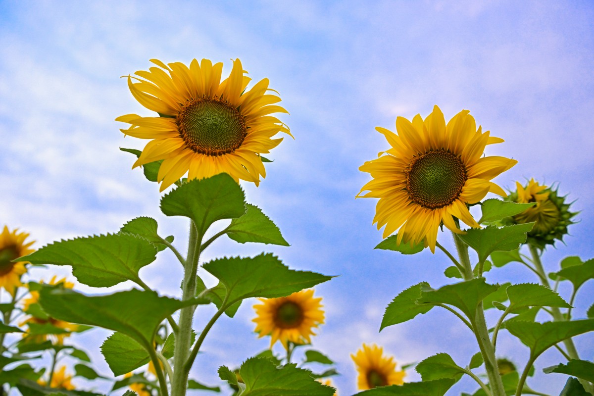 Mê mẩn cánh đồng hoa hướng dương tỏa sắc rực vàng trên vùng đất Phủ Quỳ