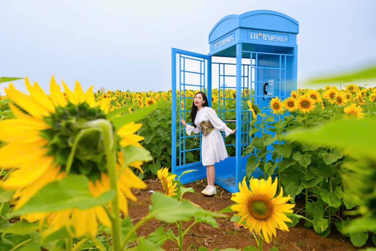 Rực vàng cánh đồng hướng dương của Tập đoàn TH trên vùng đất Phủ Quỳ