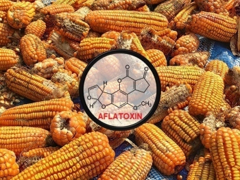 Các nhà nghiên cứu tìm cách kiểm soát aflatoxin trong ngô
