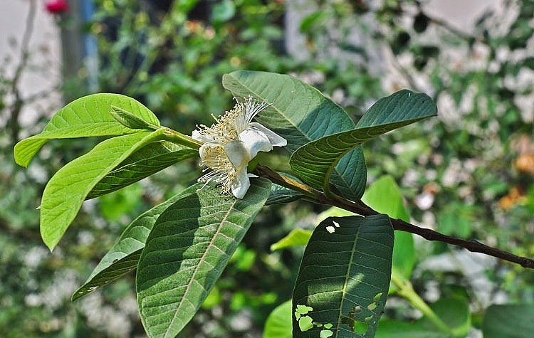 Sử dụng lá ổi phòng bệnh trong nuôi trồng thủy sản &ndash; Tạp chí Thủy sản Việt Nam