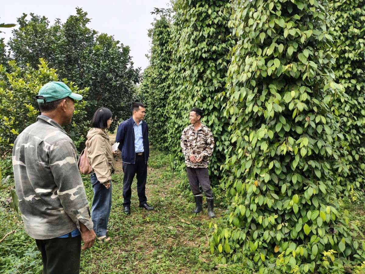 Quảng Trị: Kết nối sản xuất và tiêu thụ sản phẩm tiêu hữu cơ tại xã Cửa Tùng