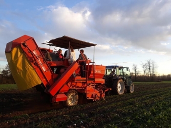 Biến máy nghiền dây khoai tây thành "vũ khí" mới chặn đứng cỏ dại ngay trong mùa thu hoạch
