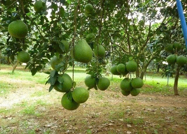 Đồng Nai: Chiến lược đưa cây ăn quả và cây công nghiệp chủ lực vươn tầm quốc tế