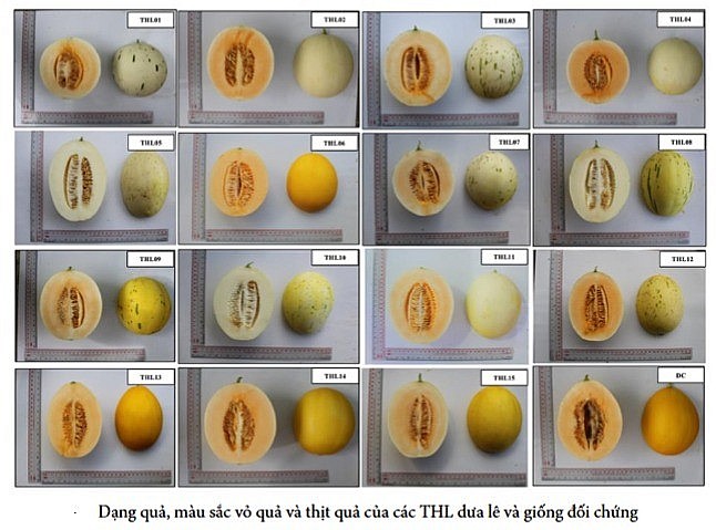 Đánh giá khả năng kết hợp và ưu thế lai của 6 dòng dưa lê (Cucumis melo L. var. inodorus) tự phối đời S5 - Cổng thông tin điện tử Cục Thông tin, Thống kê