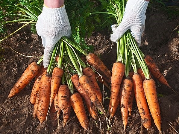 Các hợp chất được tìm thấy trong cà rốt đẩy lùi các triệu chứng giống Alzheimer