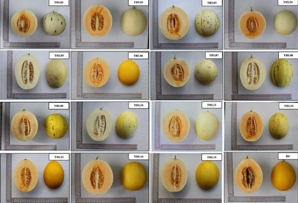 Đánh giá khả năng kết hợp và ưu thế lai của 6 dòng dưa lê (Cucumis melo L. var. inodorus) tự phối đời S5