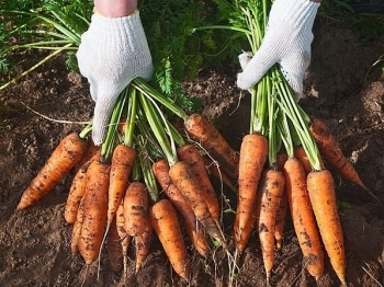 Các hợp chất được tìm thấy trong cà rốt đẩy lùi các triệu chứng giống Alzheimer