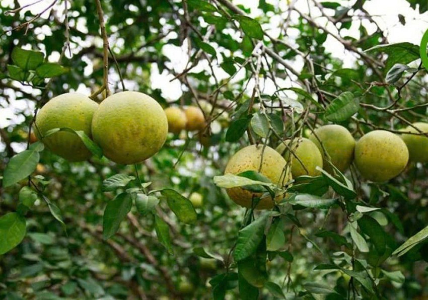 Lào Cai “trải thảm đỏ” cho đầu tư nông, lâm nghiệp và thủy sản