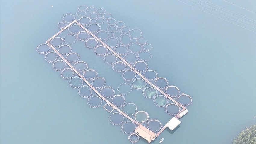 Lào Cai “trải thảm đỏ” cho đầu tư nông, lâm nghiệp và thủy sản