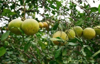 Lào Cai “trải thảm đỏ” cho đầu tư nông, lâm nghiệp và thủy sản