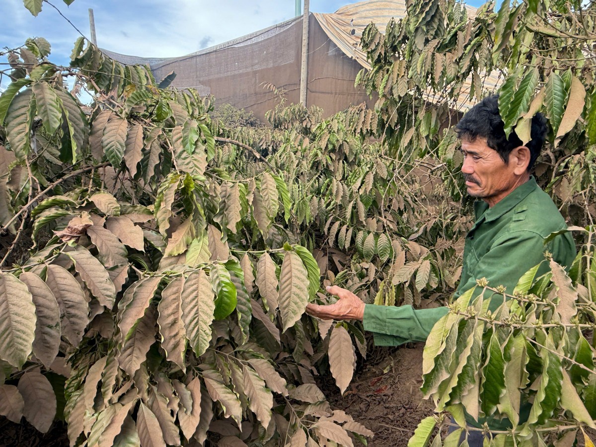 Tạm dừng hoạt động các lò sấy cà phê tự phát ở xã Ngọk Réo (Quảng Ngãi): Chấn chỉnh quản lý đất đai, môi trường