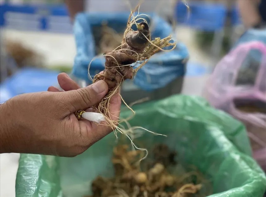 Cây giống sâm Ngọc Linh đạt tiêu chuẩn được lựa chọn để trồng mới, phục vụ công tác bảo tồn và phát triển dược liệu quý. 