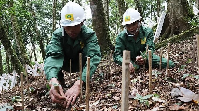 Sâm Ngọc Linh dưới tán rừng tự nhiên, góp phần bảo tồn nguồn gen quý và phát triển dược liệu theo hướng bền vững.