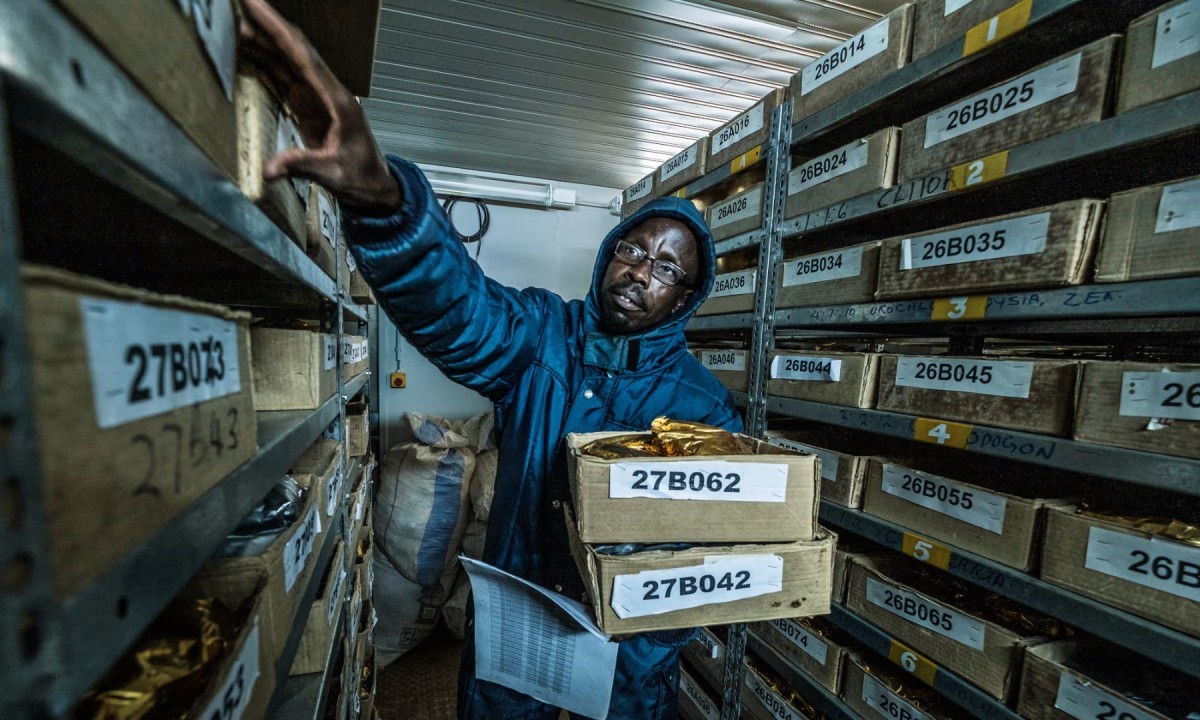 Những giống cây bị bỏ quên hàng chục năm được hồi sinh ở Kenya, thích ứng không ngờ với biến đổi khí hậu