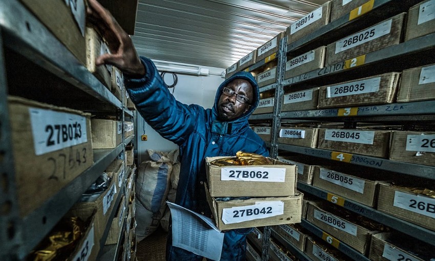 Những giống cây bị bỏ quên hàng chục năm được hồi sinh ở Kenya, thích ứng không ngờ với biến đổi khí hậu