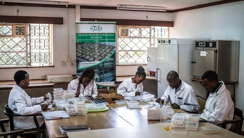 Những giống cây bị bỏ quên hàng chục năm được hồi sinh ở Kenya, thích ứng không ngờ với biến đổi khí hậu