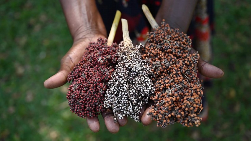 Những giống cây bị bỏ quên hàng chục năm được hồi sinh ở Kenya, thích ứng không ngờ với biến đổi khí hậu