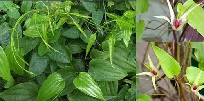 Trồng thử nghiệm và sản xuất chế phẩm trị ho từ cây Bách bộ - Cổng thông tin điện tử Cục Thông tin, Thống kê