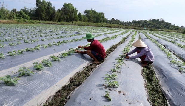 Lưu ý khi sử dụng che phủ nilon trên một số cây trồng cạn
