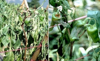 Phòng trị ớt bệnh mốc sương