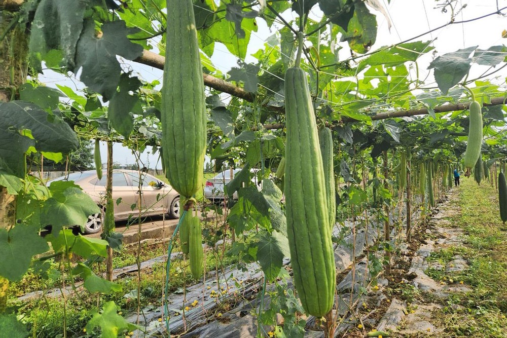 5 lý do nên ăn mướp thường xuyên - Báo VnExpress