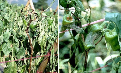 Phòng trị ớt bệnh mốc sương