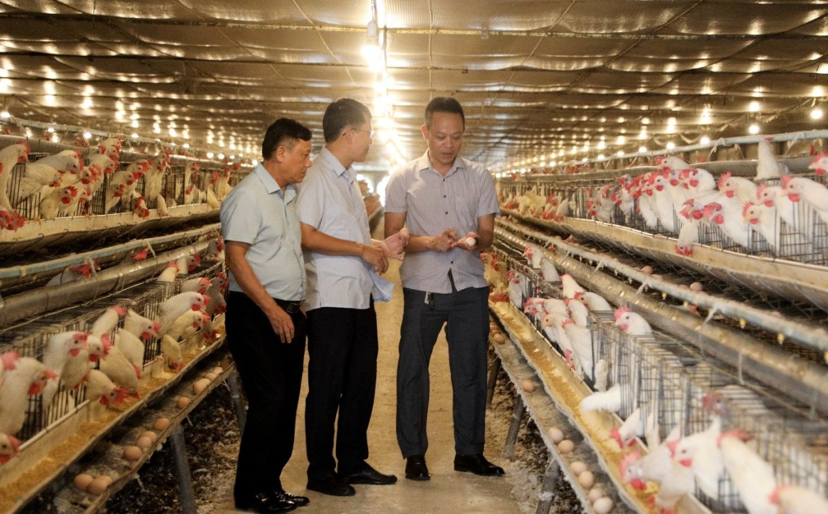 Phú Thọ đẩy mạnh cơ cấu lại sản xuất nông nghiệp theo hướng nâng cao giá trị gia tăng