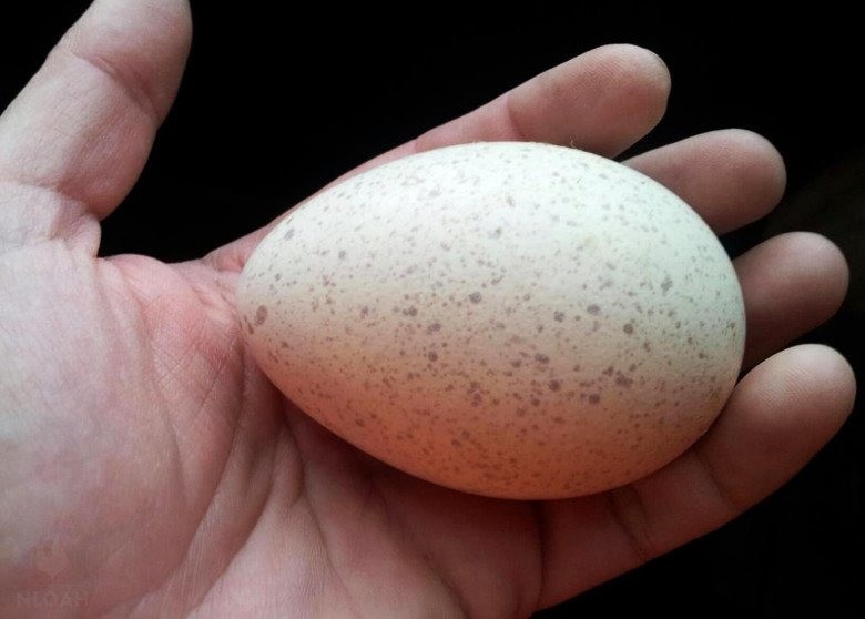 5 loại trứng đắt nhất hành tinh, giới nhà giàu săn lùng bằng được